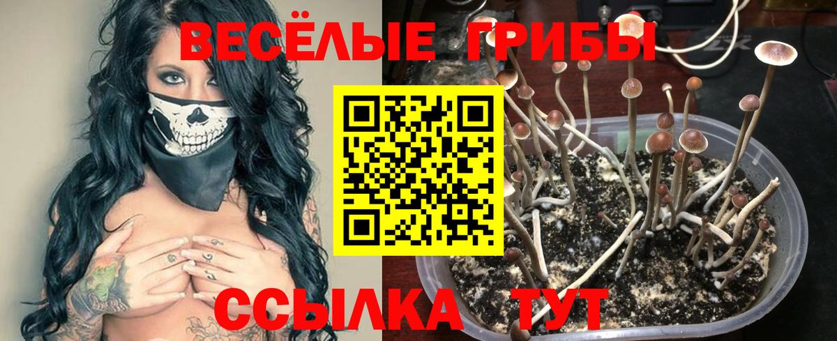 Галлюциногенные грибы Cubensis Барабинск